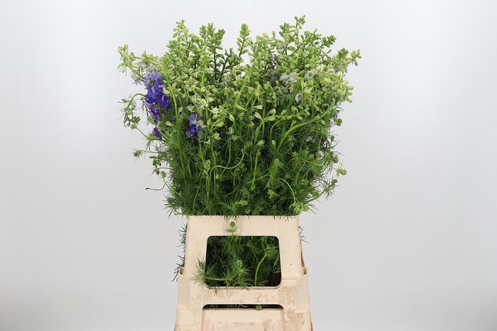 <h4>Cons R Q Dark Blue</h4>