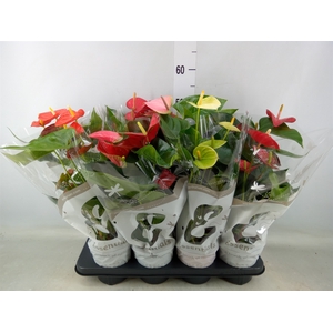 Anthurium   ...mix 4