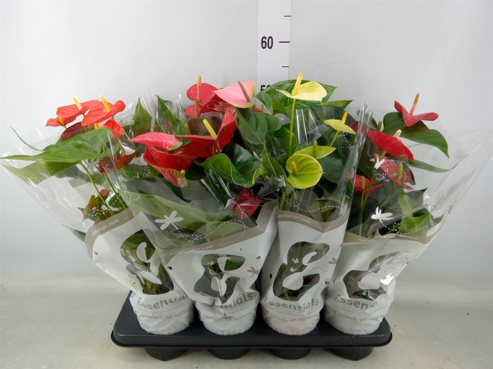 <h4>Anthurium   ...mix 4</h4>