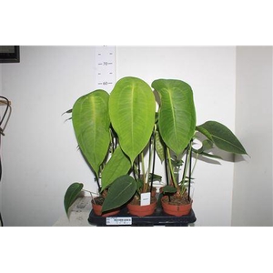 ** Anthu Peltigerum New **