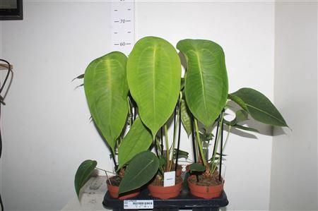 <h4>** Anthu Peltigerum New **</h4>