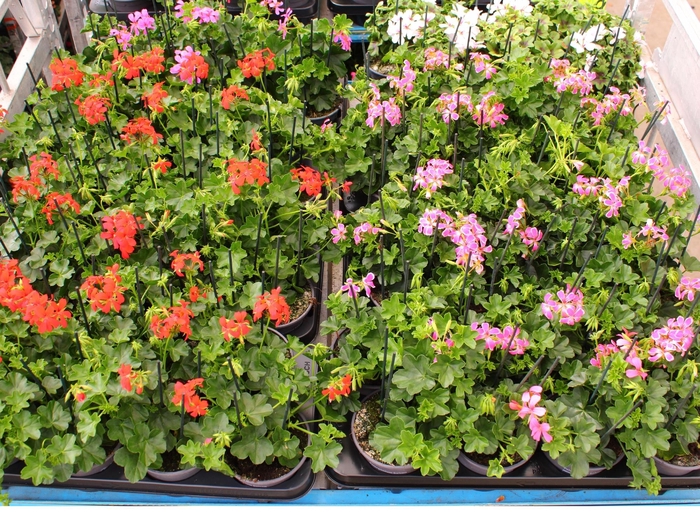 <h4>PEL PELT MIXK</h4>