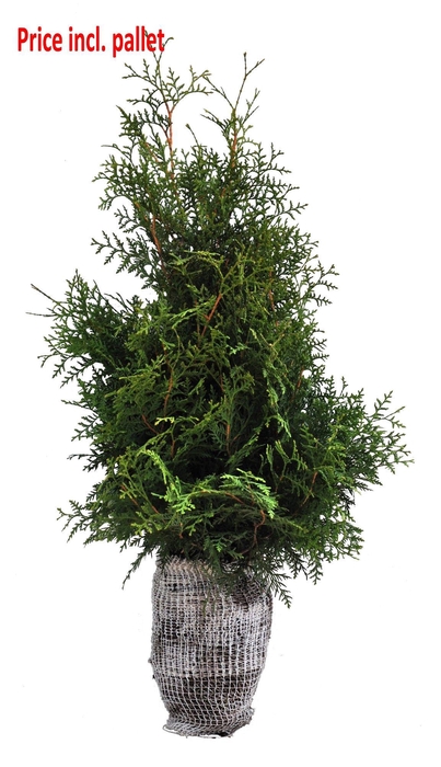 <h4>Thuja occ. Brabant, plantmaat 80-100 cm - Rondgestoken - KLUIT</h4>