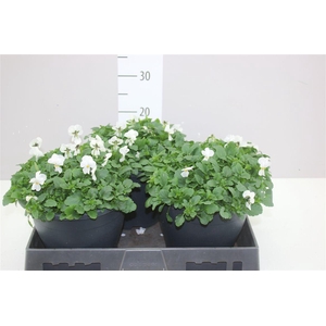 Viola Cornuta F1 White