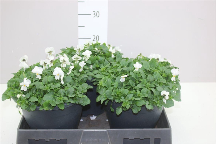 <h4>Viola Cornuta F1 White</h4>
