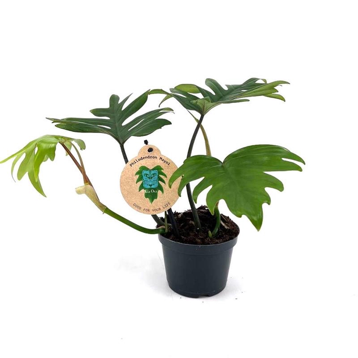PHILODENDRON 'MAYOI' P12