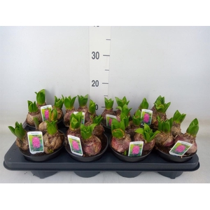 Hyacinthus orie. 'Pearl Pink'