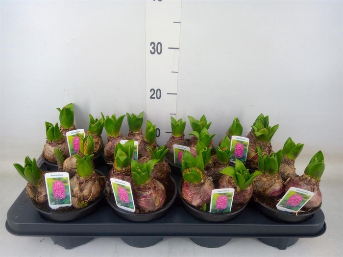 <h4>Hyacinthus orie. 'Pearl Pink'</h4>