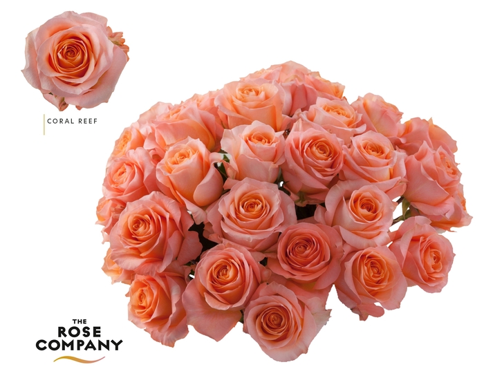 <h4>Rosa Ec Coral Reef</h4>