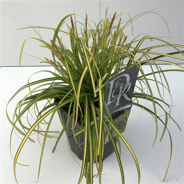 <h4>Carex 'Eversheen'</h4>