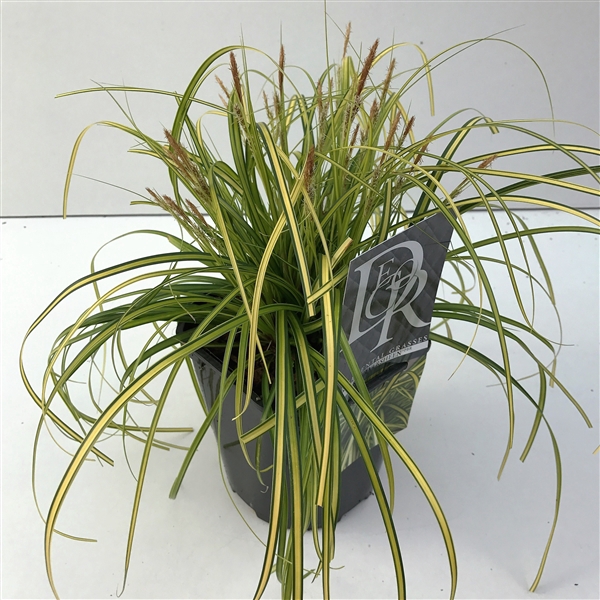 <h4>Graminées Carex 'Eversheen'</h4>