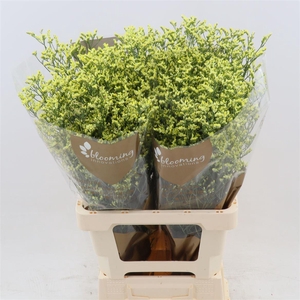 Limonium Sinense China Summer