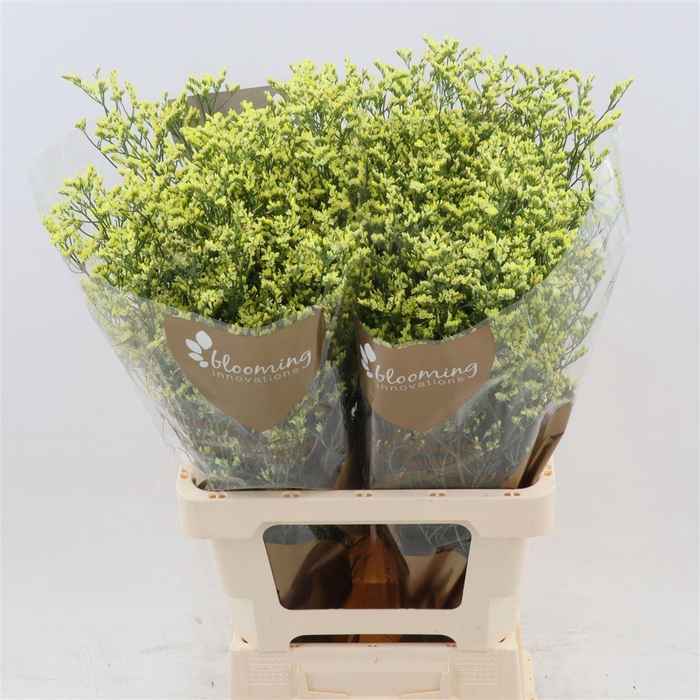 <h4>Limonium Sinense China Summer</h4>