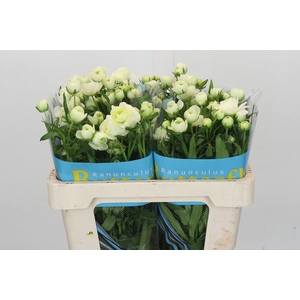 Ranunculus Butterfly Ninos