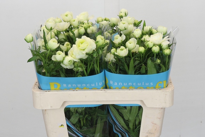 <h4>Ranunculus Butterfly Ninos</h4>