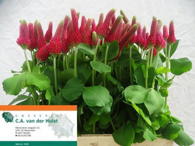 <h4>TRIF PURPUREUM</h4>