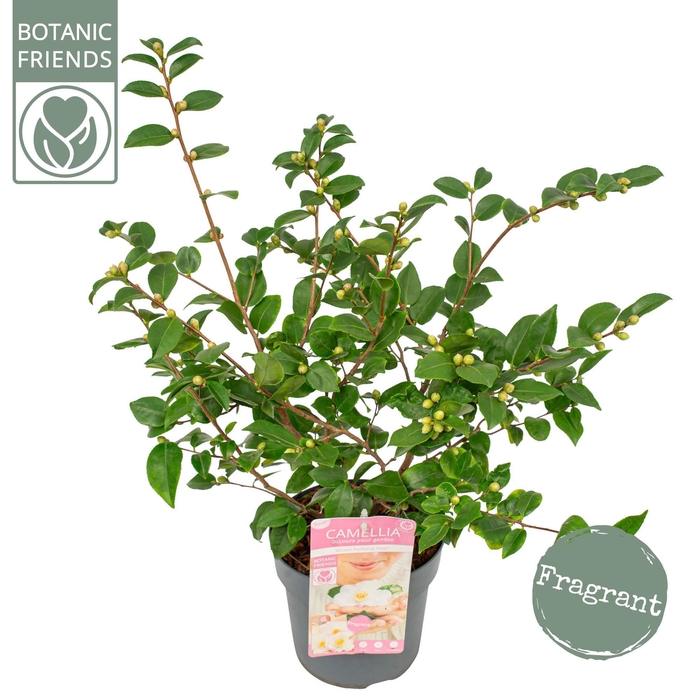 <h4>Camellia ja.'Winter Perfume Pearl'® Premium</h4>
