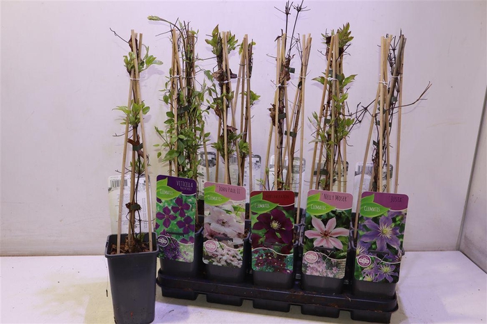 <h4>Clem Ov Mixtray</h4>