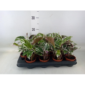 Calathea  'Fusion White'