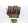Antirrhinum Potomac Burgundy