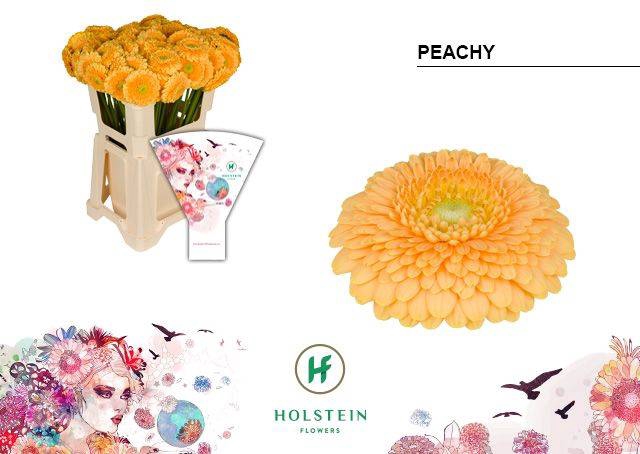 <h4>GE BV POM PEACHY</h4>
