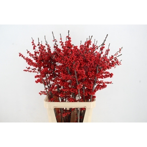 ILEX VE RODE BES 100CM A2