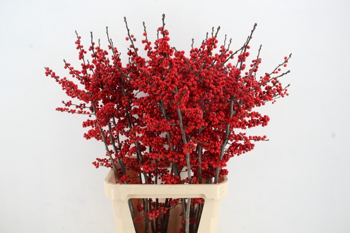 <h4>ILEX VE RODE BES 100CM A2</h4>