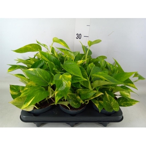 Epipremnum pinn. 'Hicolor'