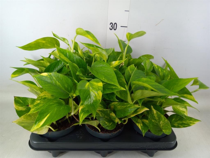 <h4>Epipremnum pinn. 'Hicolor'</h4>