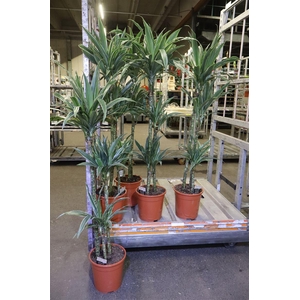 arr8 Dra De Warneckei