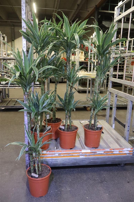 <h4>arr8 Dra De Warneckei</h4>