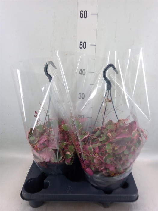 <h4>Saxifraga stol. 'Tricolor'</h4>