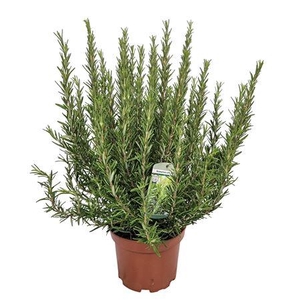 Rosmarinus Officinalis Bush - 1154
