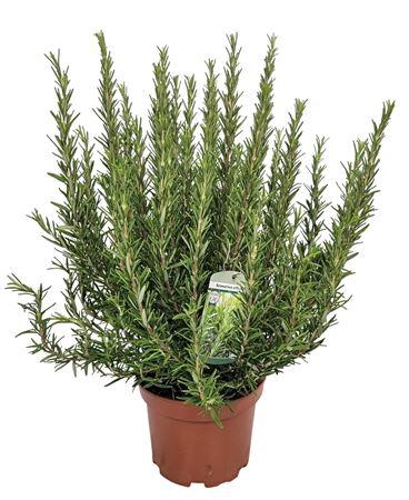 <h4>Rosmarinus Officinalis Bush - 1154</h4>