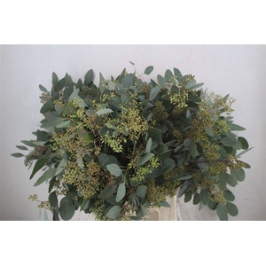 Euca Populus Berry 300gr P Bunch