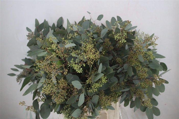 <h4>Euca Populus Berry 300gr P Bunch</h4>