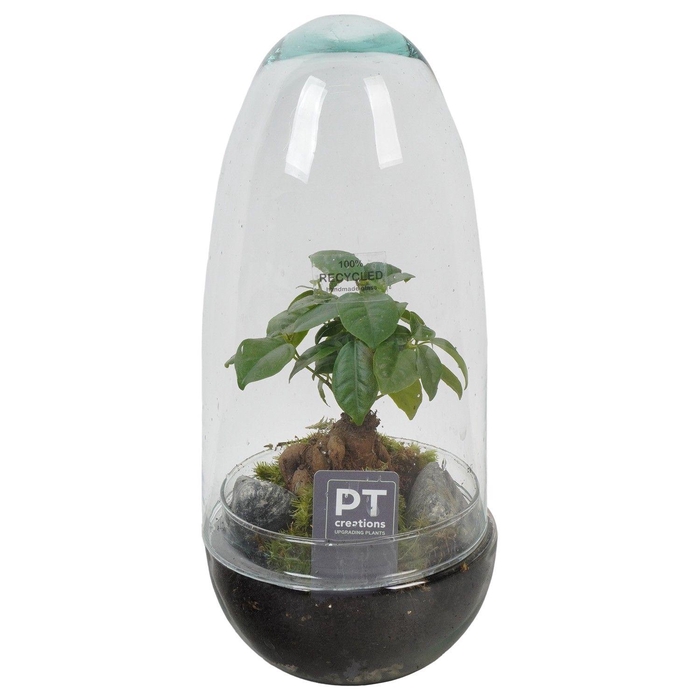 <h4>PTGIG2162 Arrangement Greens in glass in glazen ei</h4>