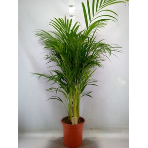 Dypsis lutescens   ...Chrysalidoca