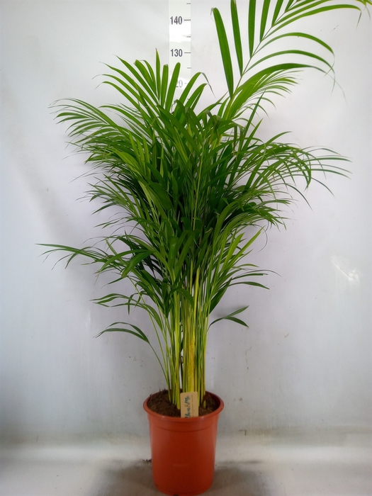 <h4>Dypsis lutescens   ...Chrysalidoca</h4>