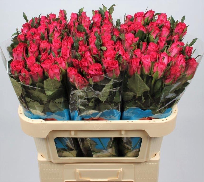 <h4>R GR ORCHESTRA</h4>