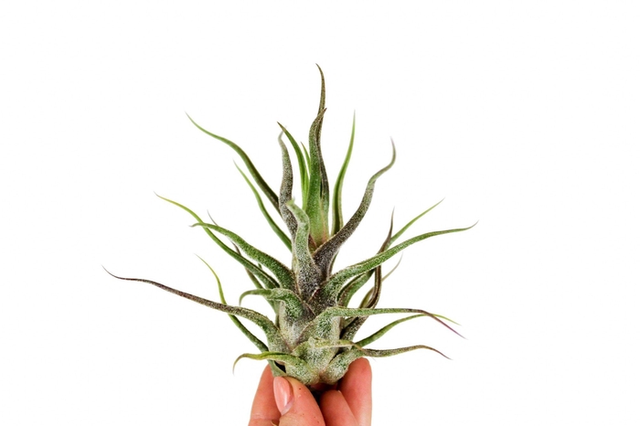 <h4>Tillandsia Pruinosa</h4>