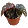 Begonia Palmata D Don