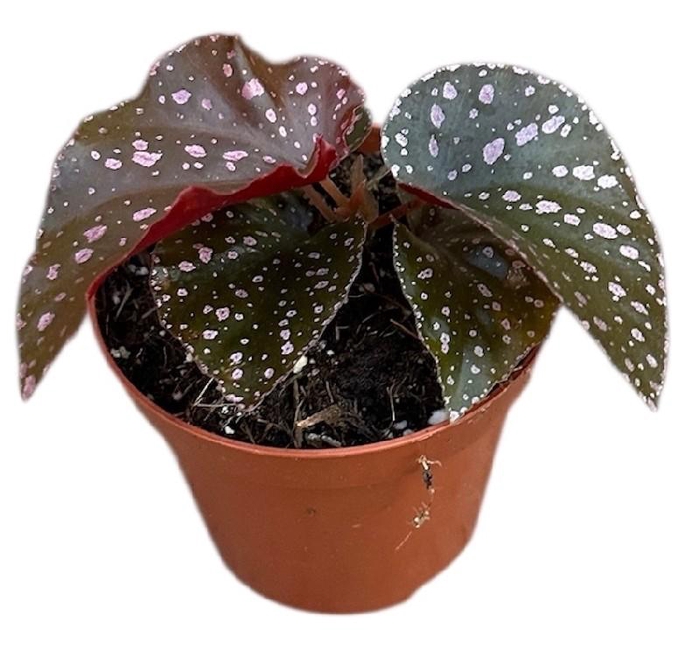 Begonia Palmata D Don