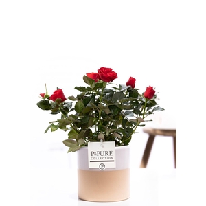 Rosa red in P&PURE Tess2 ceramics white