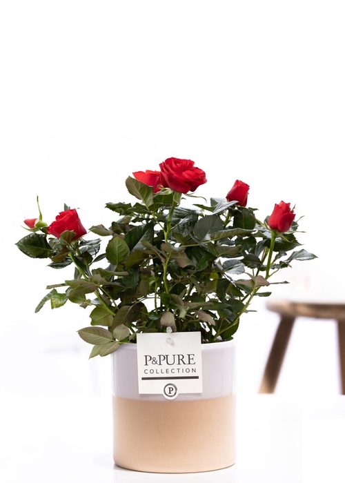 <h4>Rosa red in P&PURE Tess2 ceramics white</h4>