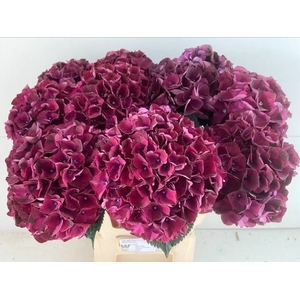 HYDR M MAG DARK RUBY