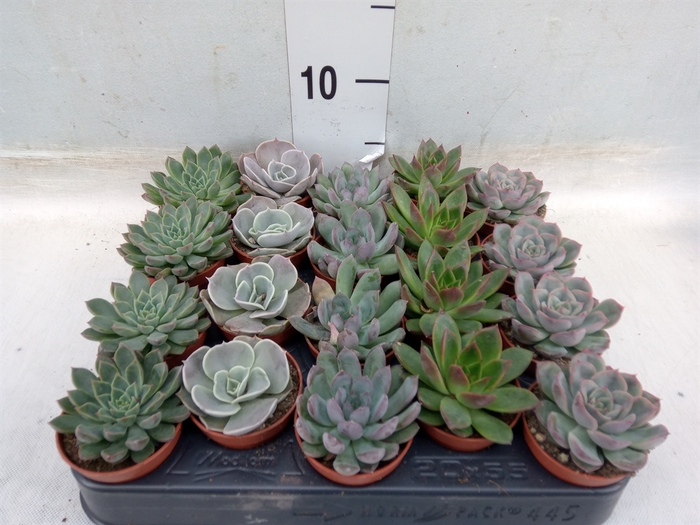 <h4>Echeveria   ...mix</h4>