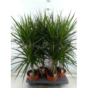 Dracaena marg.