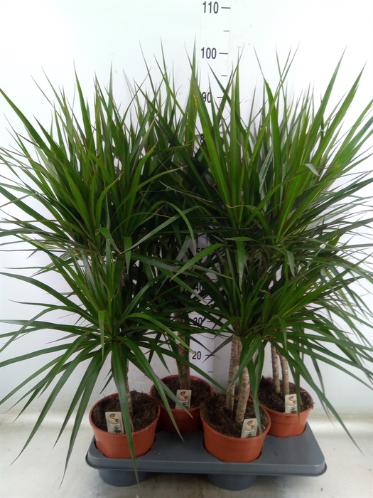 <h4>Dracaena marg.</h4>