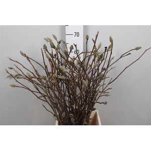 Magnolia Grandiflora